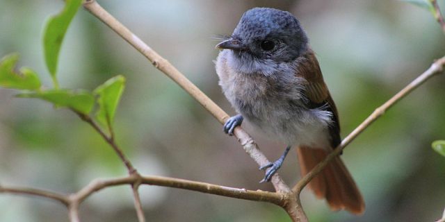 Birdwatching hike at ebony forest (1)